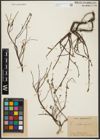 Foto von Salix repens L.